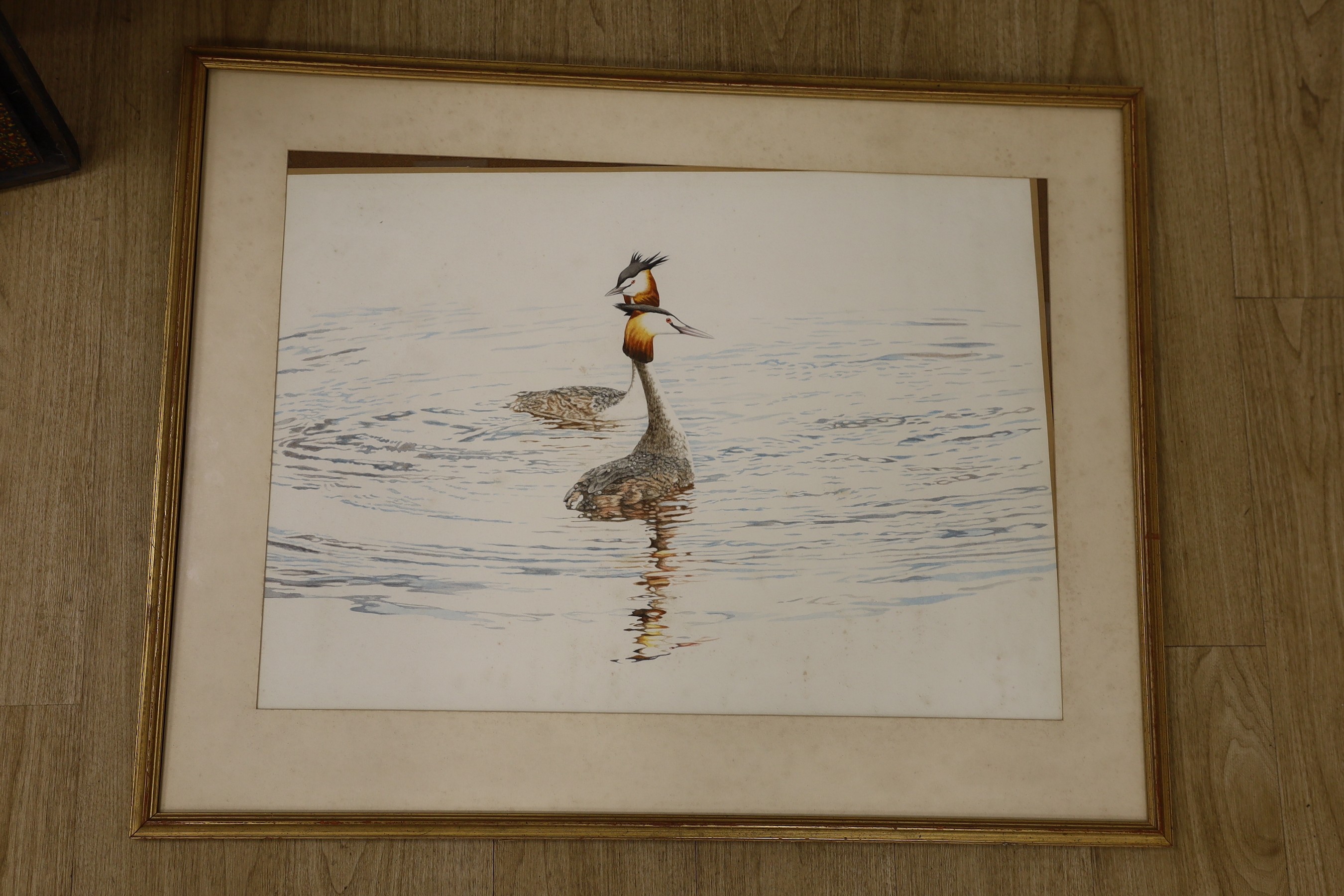 Michael Hampton (b.1937), watercolour, 'Grebes on the water', 52 x 73cm